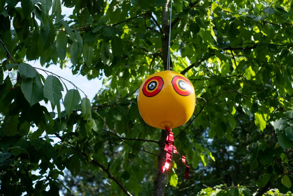 Inflated scare-eye bird repellent balloon