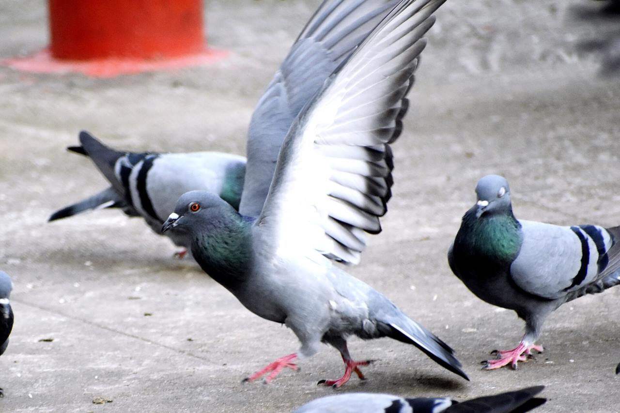 pigeons in the city
