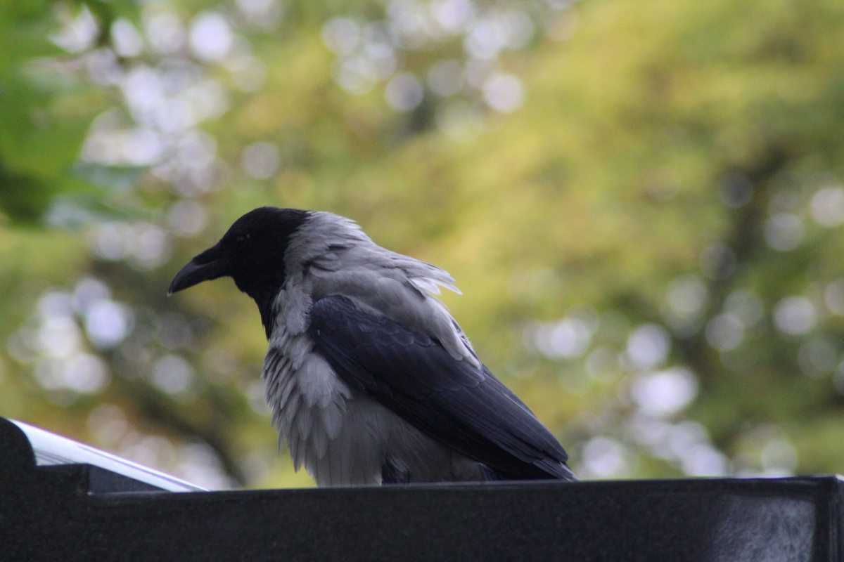 A bird sitting on a ledge