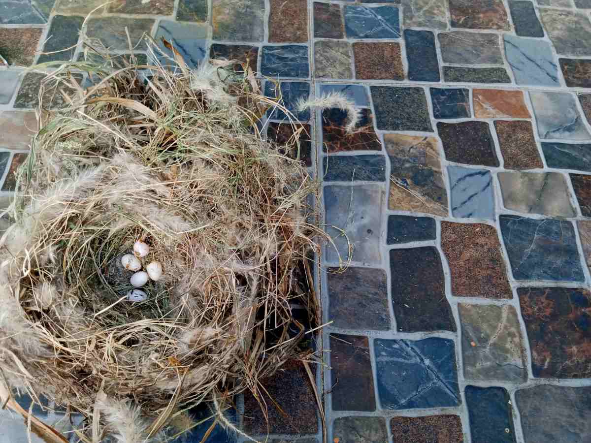 Bird nest on natural background