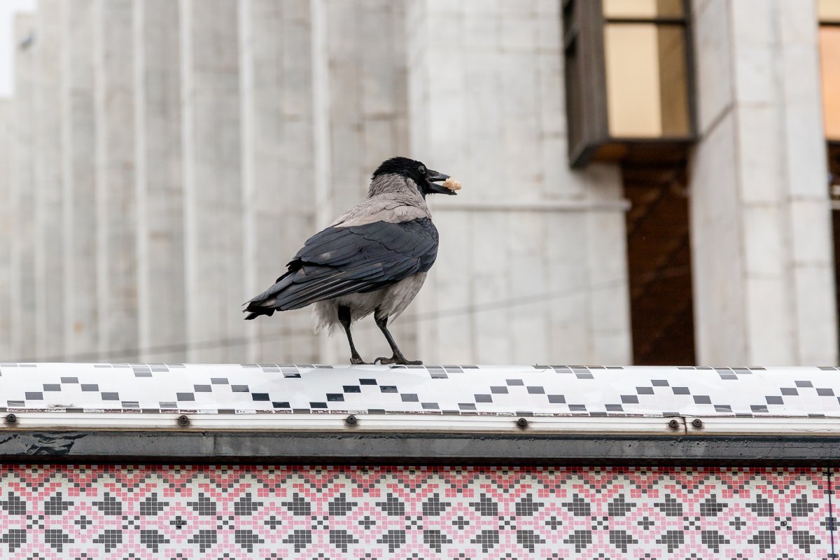 a crow hoding a nut in its beak while sitting on top of a building