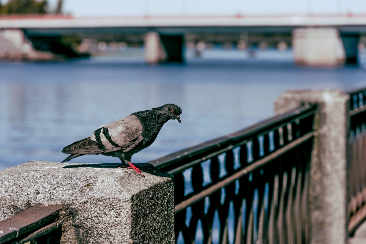 gray pigeon sit on fence of city embankment next to a river