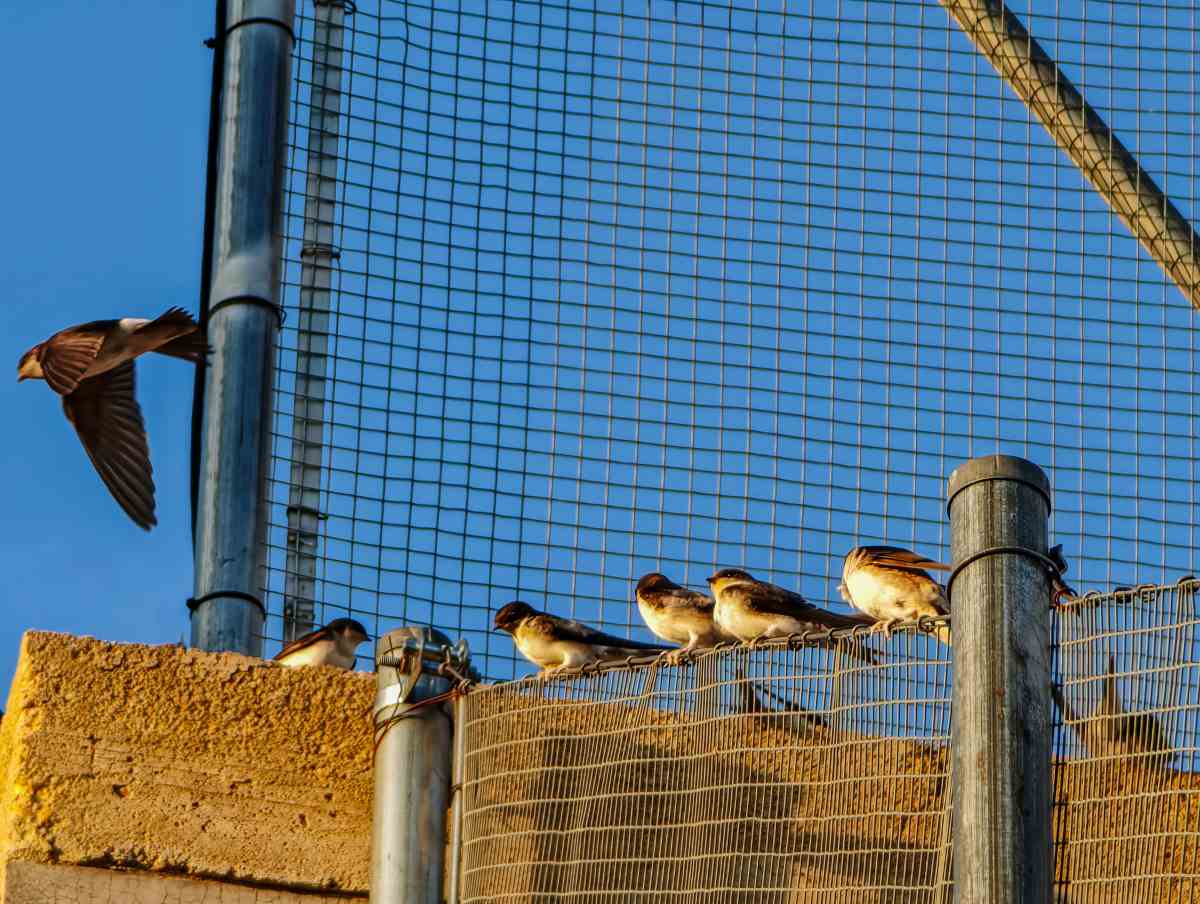 martins perched on fence